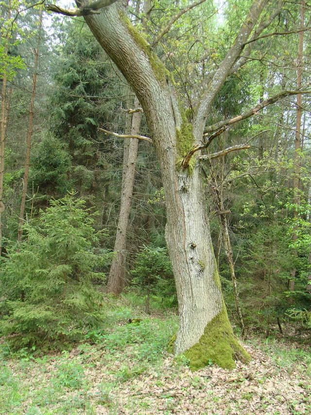 bogdan2003