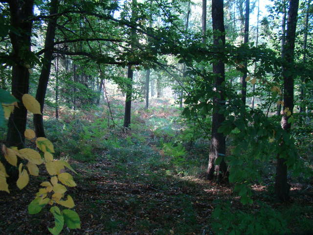 bogdan2003