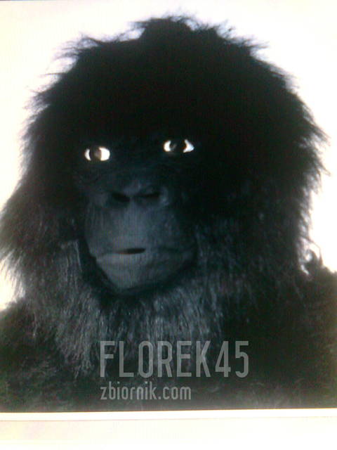 podobizna - florek45