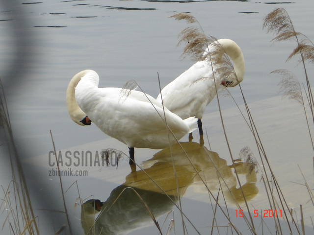 cassinaro