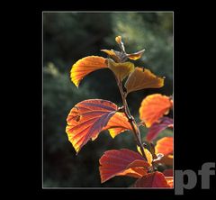 ZACZYNA BYĆ OGNIŚCIE