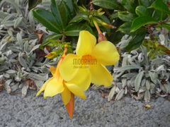 DSCN0908.JPG