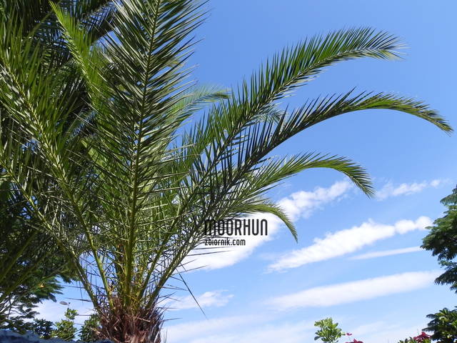 moorhun