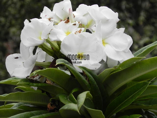 moorhun