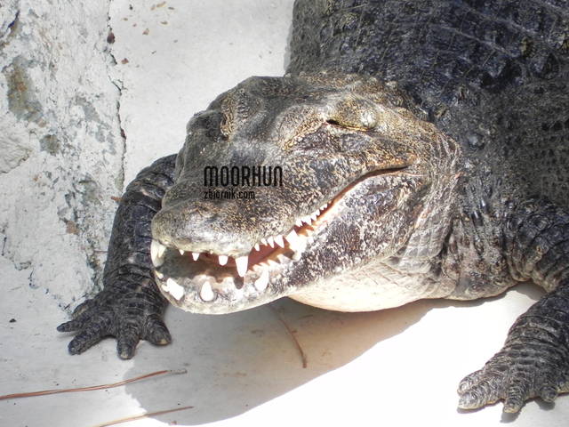 moorhun