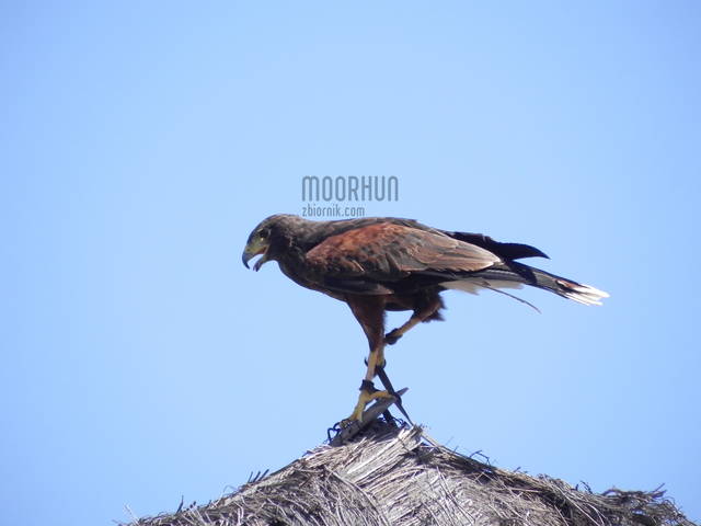 moorhun