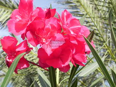DSCN1065.JPG