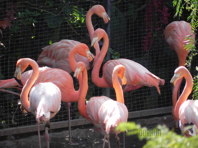 moorhun