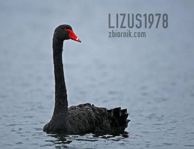czarny - lizus1978