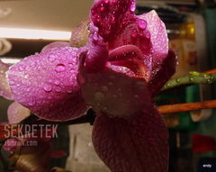 Phahaenopsis Hybride Rose