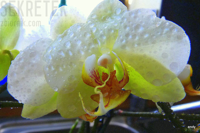 Phalaenopsis Jaunina - sekretek