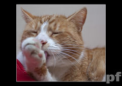 WIECZORNE LIZANKO