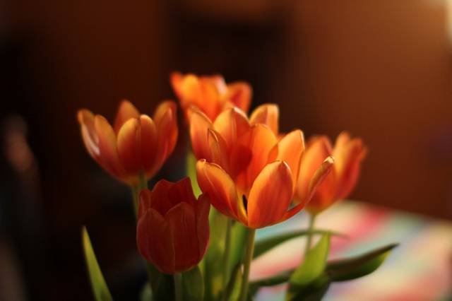 Tulipany - yourmen