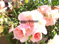 DSCF0940.JPG