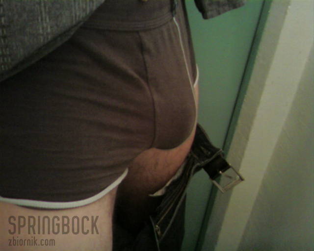 springbock