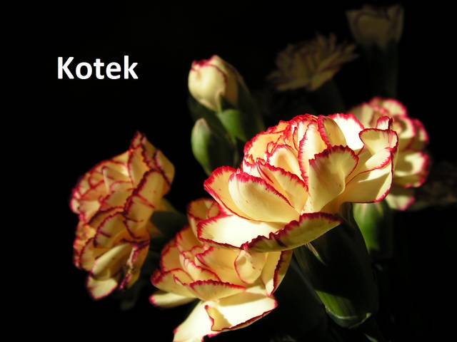 Kotku   to dla Ciebie..:)) - Sedecrem
