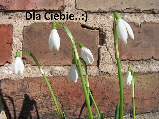 WIOSNA...!!!!!! - Sedecrem