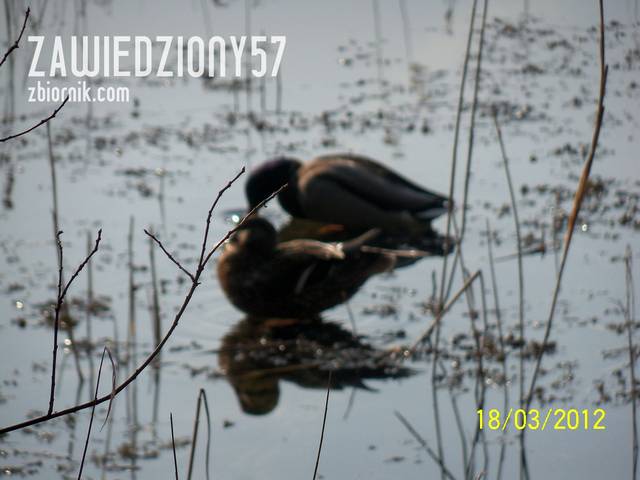 zawiedziony57