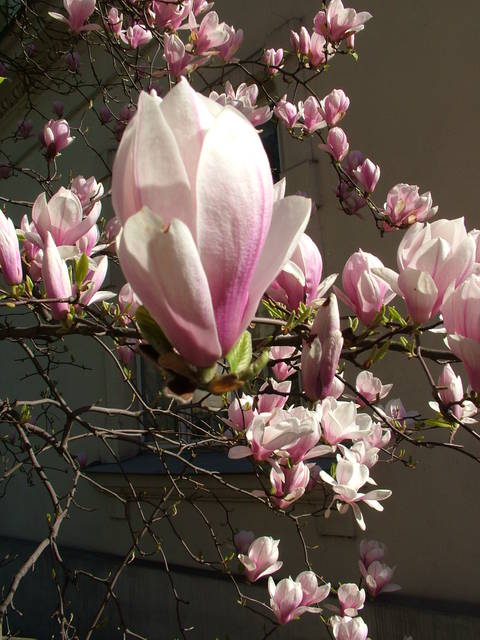 magnolia - 2807J