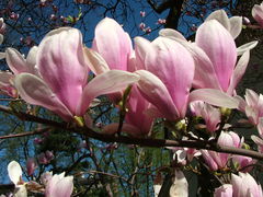 DSCF5267.JPG