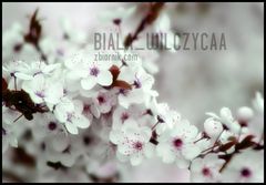 wiosna ..