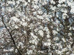 Zakwitły magnolie