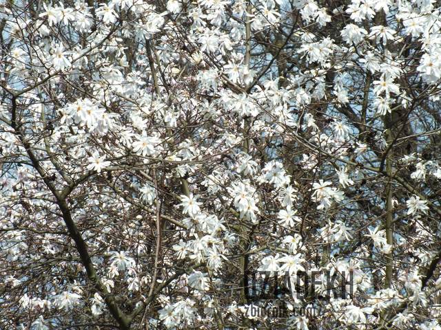 Zakwitły magnolie - dziadekh