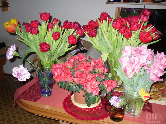 osinek