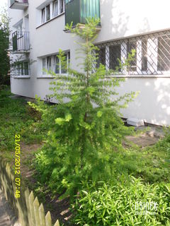 moje drzewko
