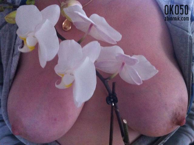 orchidea - oko50