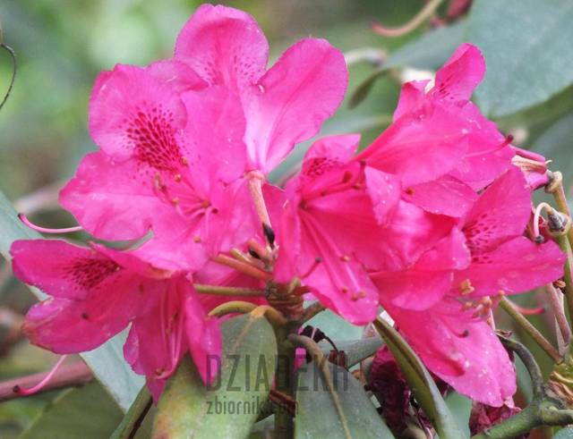 Rododendrony - dziadekh