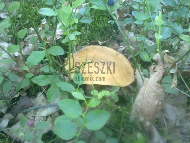 szeszki