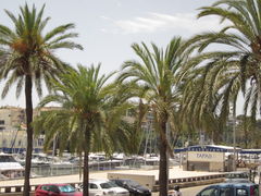palmy