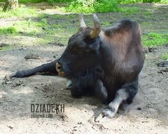 Żubroń