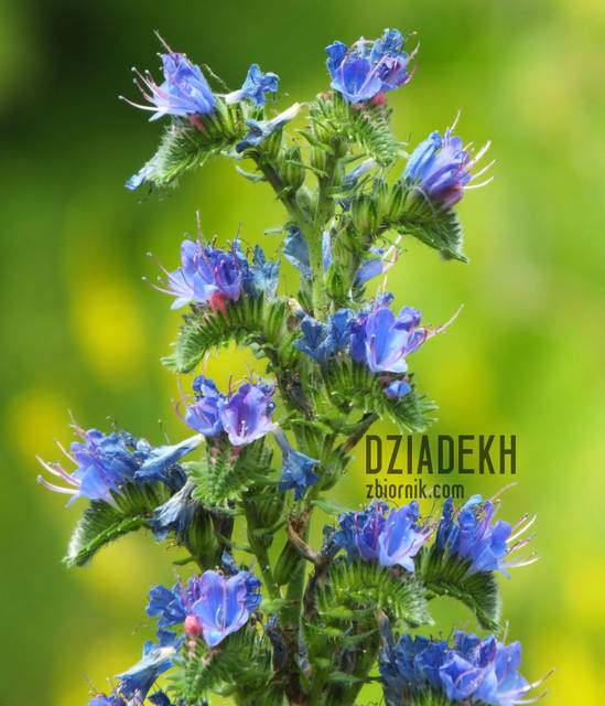 Kwiatki - dziadekh