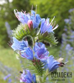 Zapylanie w toku