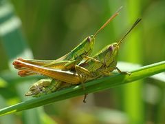 dsc03257s.jpg