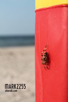 Pajączek na plażowym słupku.
