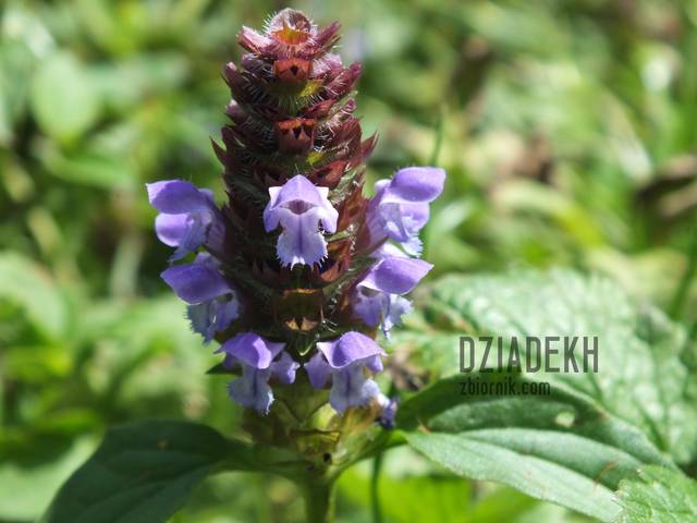 Znowu braki w botanice. - dziadekh