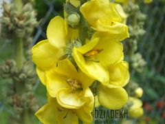 Dziewanna