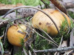 A może by na grzyby....