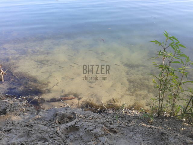 Bitzer