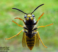 Pozdrowienia