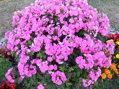 DSCF0128.JPG