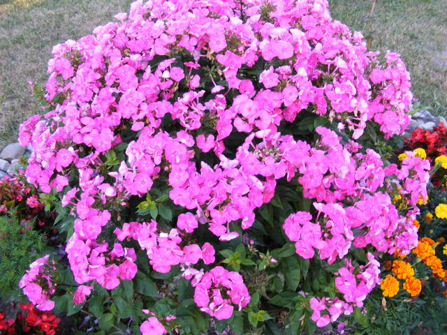 DSCF0128.JPG - kevinnash