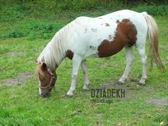 Jeszcze jeden kucyk do pary