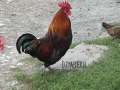 Dla tych co lubią się czubić