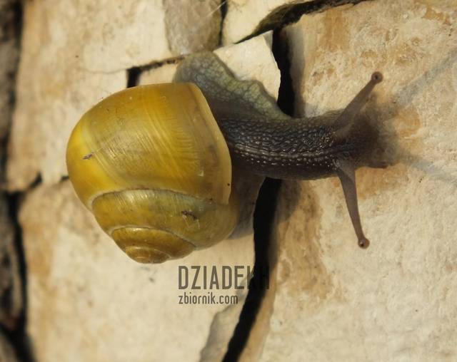 Ślimak, ślimak... - dziadekh