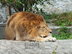 Jego Wysokość odpoczywa