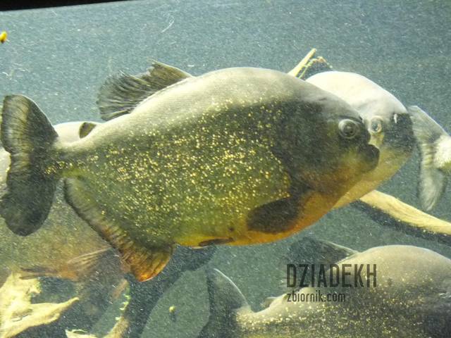 Pirania - dziadekh